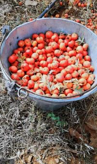 Tunç Harita Emlaktan Alıç Bahçesi