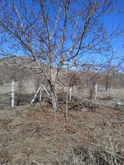 Tunç Harita Emlaktan Bahçe