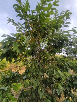 Tunç Harita Emlaktan Kızılözde Bahçe