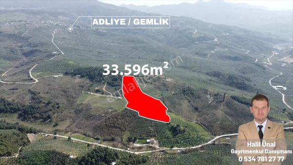 C21 Cius; Adliye Umurbey Sınırı 33,596m2 Bakımlı Zeytinlik