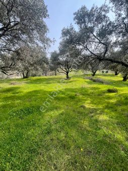Satılık 3 Dekar Zeytinlik