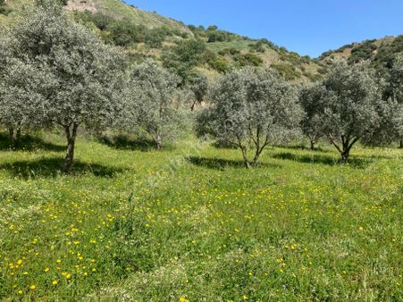 Kuyucak Toki Yakını Tarla Vasıflı Zeytinlik 2442 M2