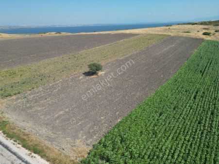 Maltadan Yenisığırcıda Ana Yola Cehpe Satılık Tarla