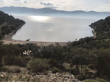 Serçin Köyünde Zeytinlik