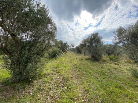 Torbalı Emlaktan Yazıbaşı'da Yatırım İçin Uygun 6025m2 Tek Tapu Müstakil Parsel Arazimiz Satılıktr