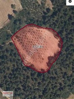 Çiftlik 'te Satılık 8.148 M² Yetismiş Ceviz Bahçemiz Satılıktır