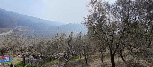 Satılık Mudanya Yörükali 6835m2 Zeytinlik Elektrik Su Mevcut Yol