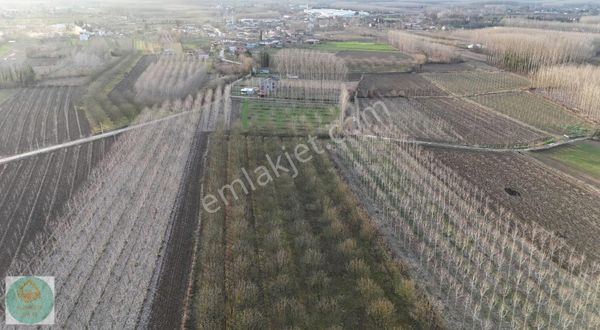 Altınköşe Emlak Satılık 13 Dönüm Ceviz Bahçesi