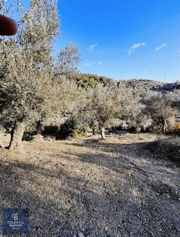 Seferihisar Beyler Köyü'nde Zeytinlik