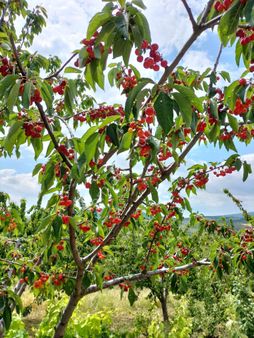 Tekirdağ Şarköy Çınarlı Da Mustakil Tapu 3040 Metre Meyve Bahçesi