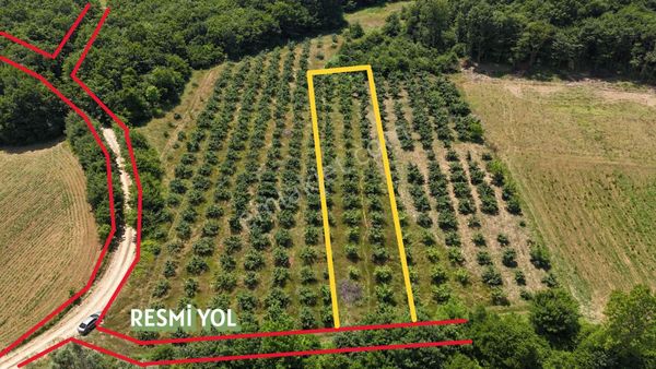 Kandıra Süllü Köyü.1062m² Resmi Yollu Fındık Bahçesi