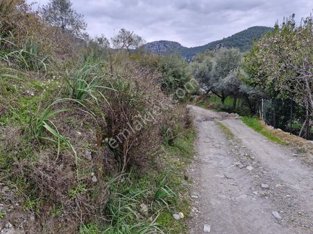 Elvan Özçelik'den Kalem'de Köy Merkezinde Satılık Zeytinli Tarla