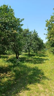 Hamzallı Da 2600 M2 Satılık Tarla