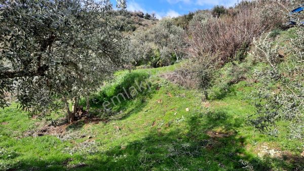 Antika Gayrimenkul'den Ödemiş Küre'de Köy İmarlı Satılık Bahçe