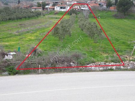 Bergama Kaşıkçı Da Ev İle Birlikte Satılık Zeytinlik