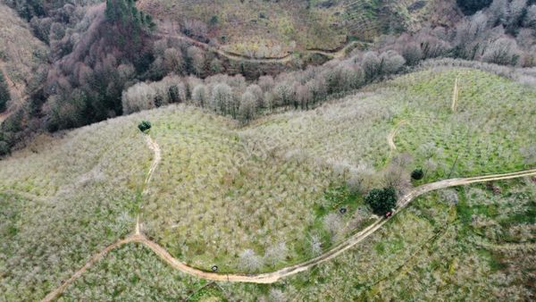 Darıçayırı Kısıkta Satılık Fındık Bahçesi Her Tarafı Yol