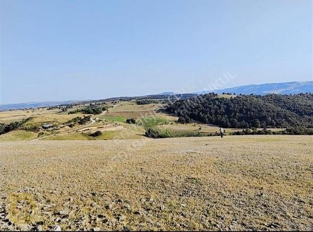 Bilecik İnhisar Samrı Köyü Yatırımlık Fırsat 4360 M2 Tarla