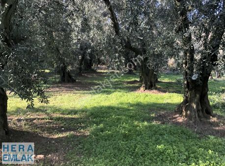 Yerleşime Yakın Bakımlı Zeytin Bahçesi. Resmî Yolu Mevcut