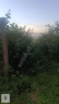 Kestel Gözede Satılık Hisseli Tarla / Meyva Bahçesi