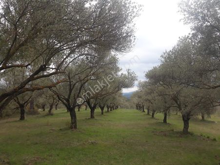 Muğla Menteşe Bayır'da Satılık Tarla/zeytinlik/hoby Bahçesi