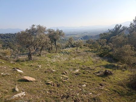 Bayındır Arıkbaşı'nda 18. 000 M2 Zeytinlik Satılıktır