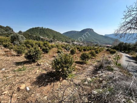 Kösbucağı'nda Satılık 4 Dönüm Limon Bahçesi