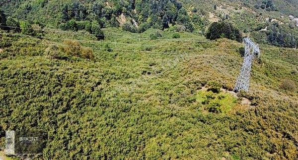 Cumayeri Esentepe Köyünde 16.445.69 M2 Satılık Tarla