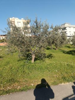 Torbalı Yazıbaşı Mahalesinde Satılık 3 Kat İmarlı 508 M² Arsa