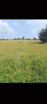 Akyazı Nur Emlaktan Manisa Somada Yağcılı M.h 21 Dönüm Acele Sat