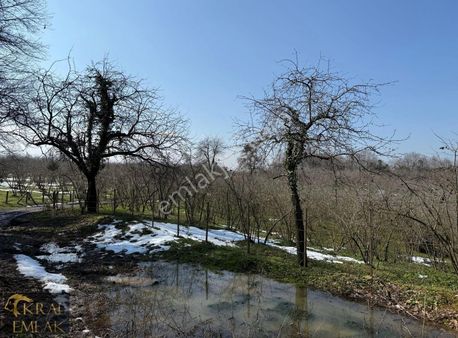 Dadallı Köyünde Bakımlı 14.000 M2 Satılık Fındık Bahçesi