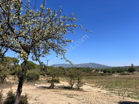 Milas Ortaköy'de 3500 M2 Tarla!