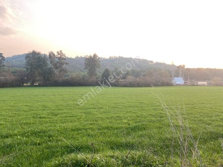 Eray Emlaktan Köyceğiz Zeytinalanında 1000m2 Satılık Tarla