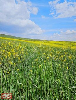 Sincan Yenikent Kayı Köyünde İmarlı 300 M2 Tapulu Arsa
