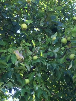 Gemlik Hamidiye Köy İçinde Yatırımlık Bahçe