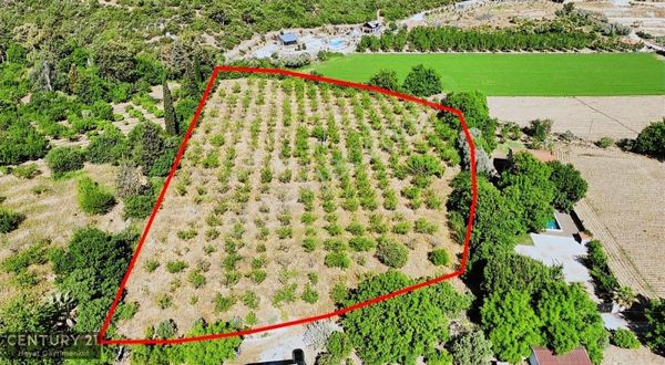 Menderes Çile Mahallesinde 11.933 M2 Satılık Bahçe