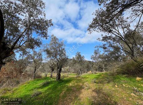 Balıkesir Gömeç Karaağaç'ta Satılık Zeytinlik