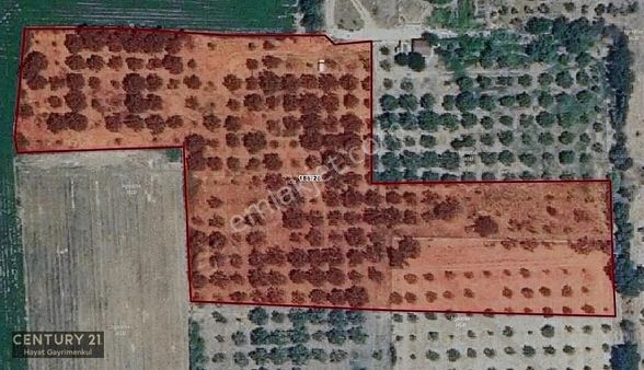 Aydın İncirliova'da Satılık İncir Bahçesi