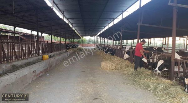 Bayındır Satılık Çiftlik