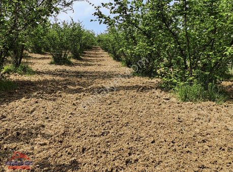Kandıra Köylerinde Köy Kenarı Yetişkin Satılık Fındık Bahçesi