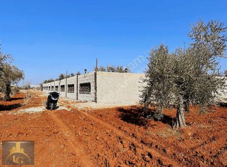 Uyaran79 Gayrimenkulden 2 Parça Zeytinlik