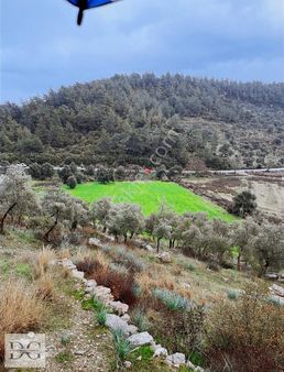 Milas Kuzyaka Anayola Sıfır Ev Yapılabilen Büyük Tarla
