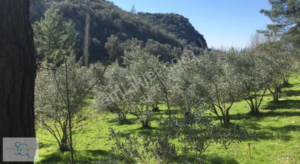 Sedir Gm'den Girmeler Mh. 3900 M2 Satılık Parsel