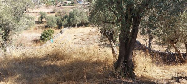 Satılık Köy İmarlı Zeytinli Tarla