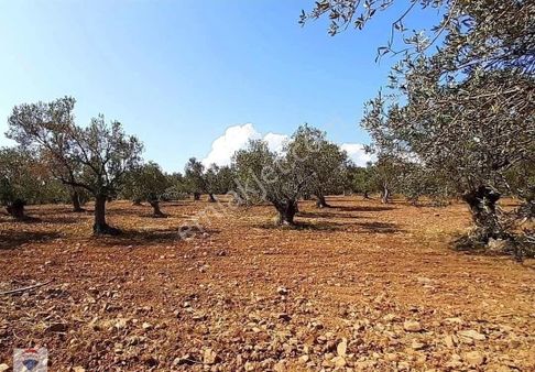 Ayvalık Cunda'da Satılık Zeytinlik Hissesi
