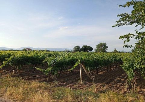 Manisa Sehsadeler Vezir Oğlunda Satılık 2 Tapulu 10 Donum Bakımlı Üzüm Bağı