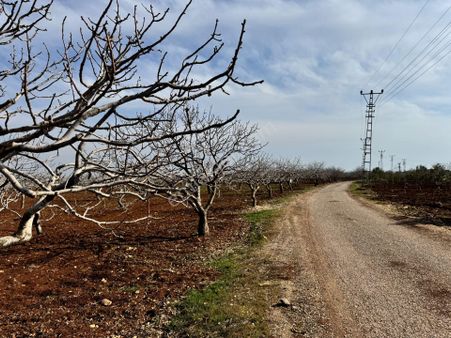 Babil Emlaktan Satlık Şehre Yakın Üç Tarafı Yol Muhteşem Fıstık