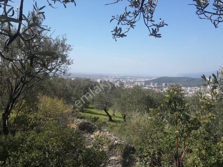 Arslan Emlaktan Balıkesir Edremit Merkezde 5.100 M2 Zeytinlik