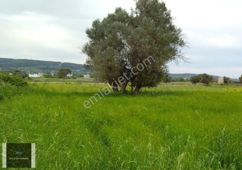Urla İçmeler 5.442m2 İtokent Arkası Düz Ve Yemyeşil Tarla