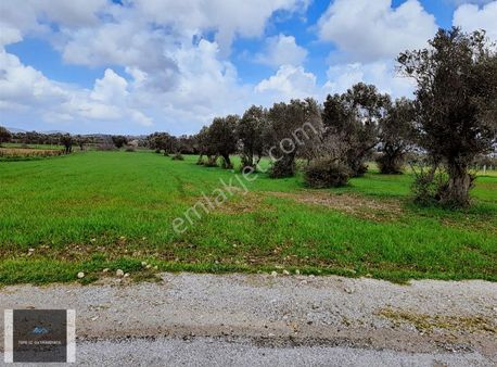 Urla Kuşçular Düm Düz 8.690 M2 Tablo Gibi Tarla