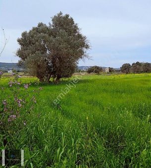 İçmelerde 3.203 M2 Kadastrol Yolu Olan %5 İmarlı Tarla